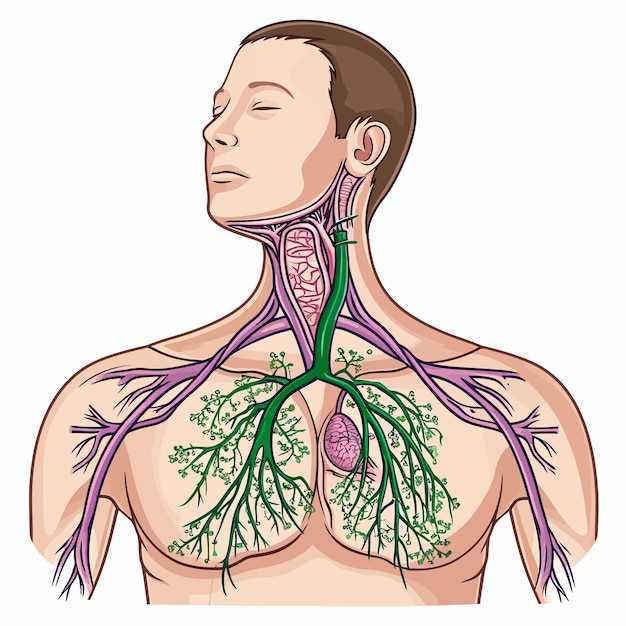 Анатомия и расположение забрюшинных лимфатических узлов